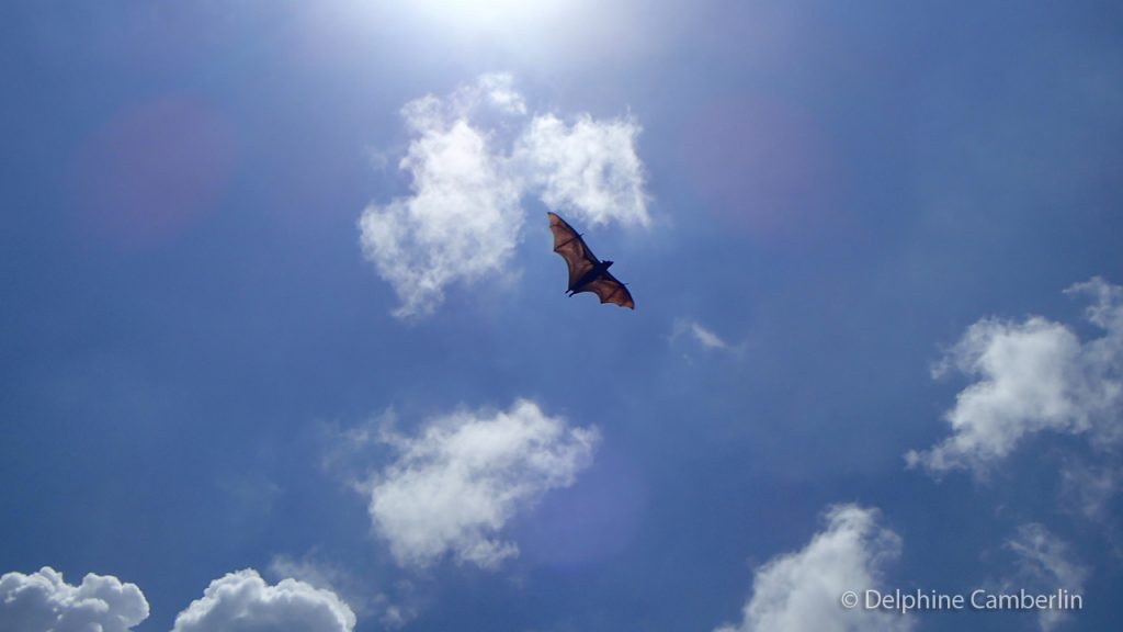 Bat Flying Sri Lanka