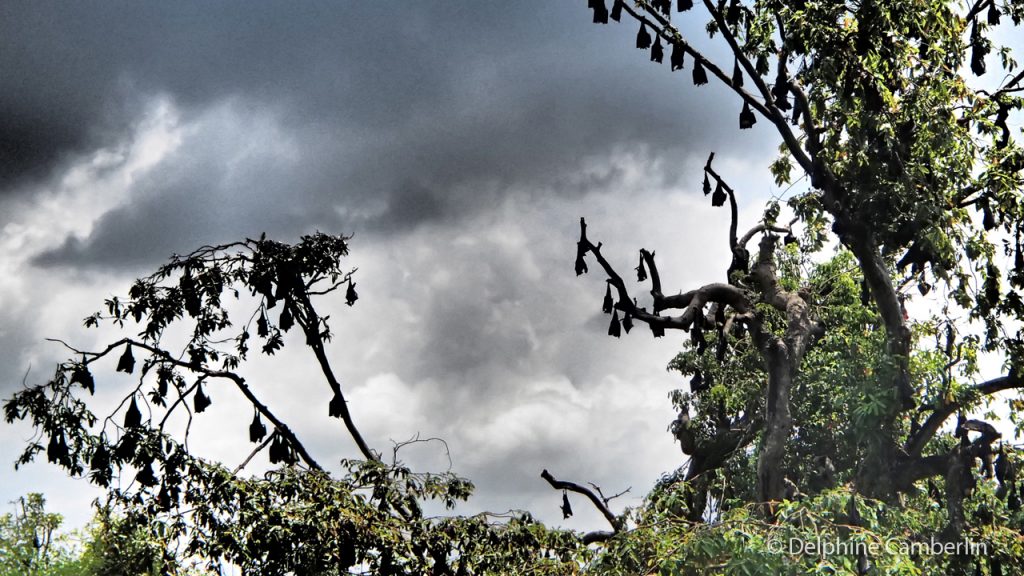 Bats Hanging on Trees