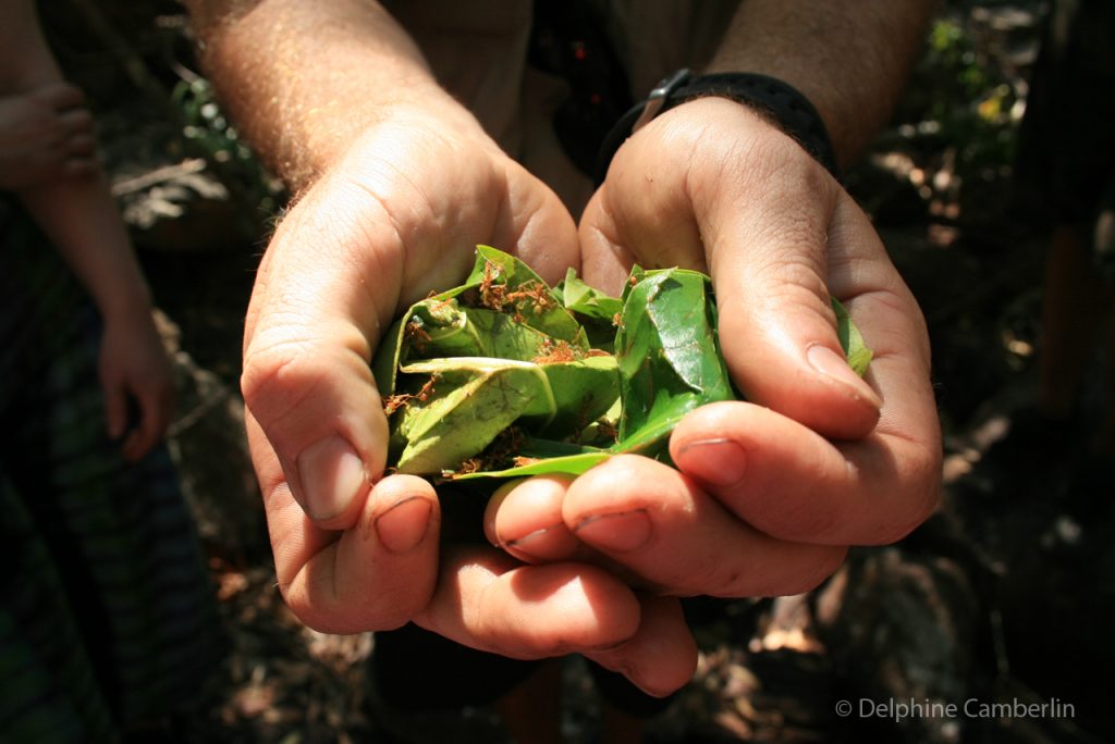 Bush_Tucker_Australia