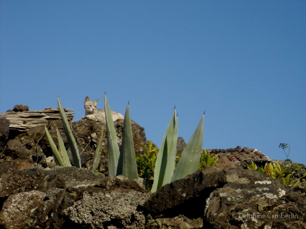 Cat on Rock