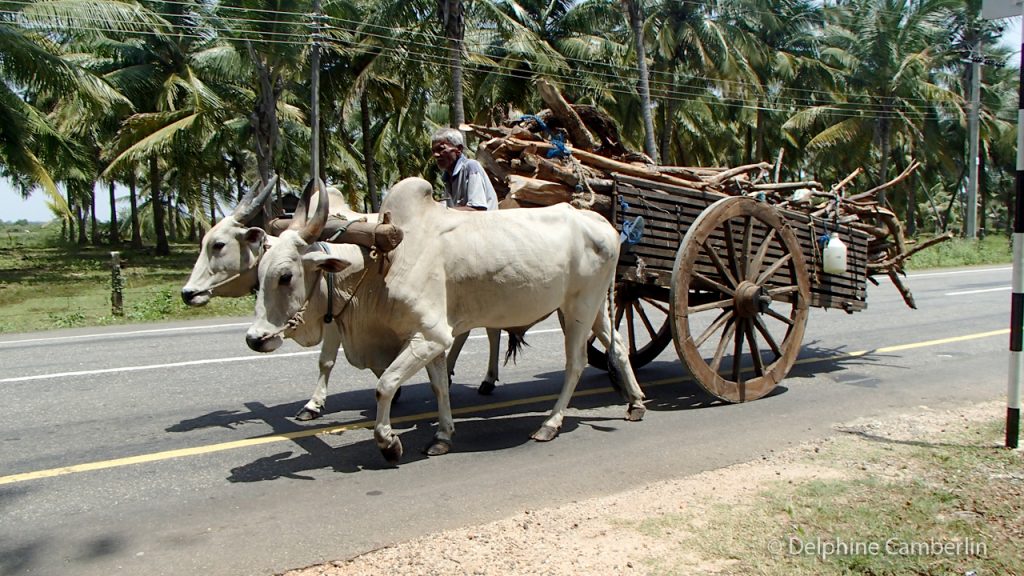 Chariot Sri Lanka