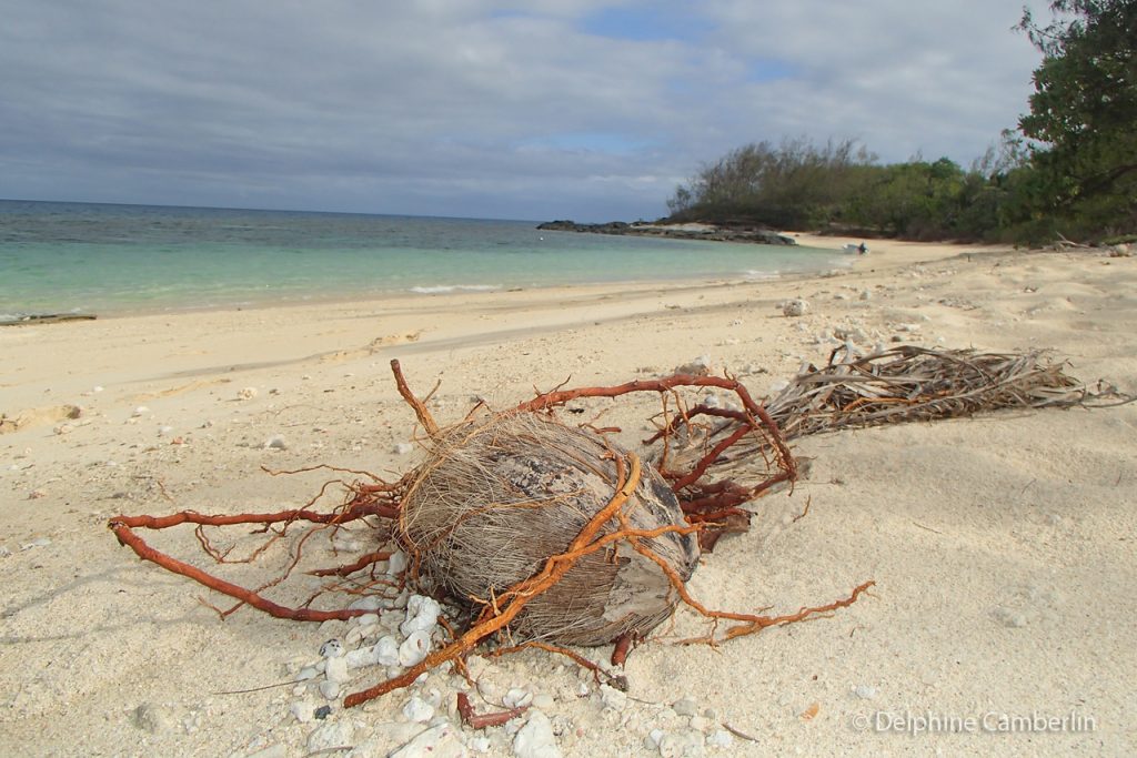 Coconut Fiji Beach