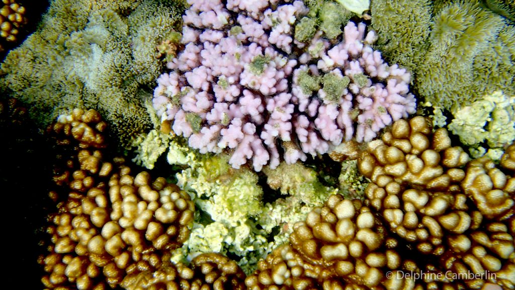 Coral Sri Lanka