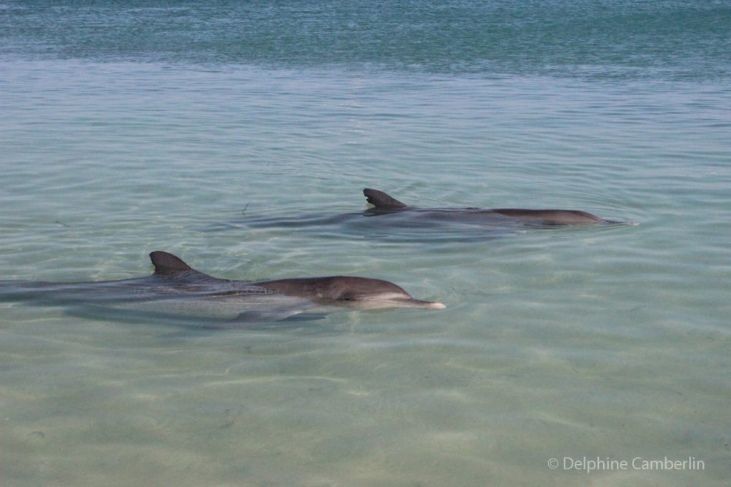 Dolphins Monkey Miad Australia