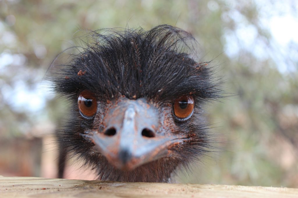 Emu head Australia