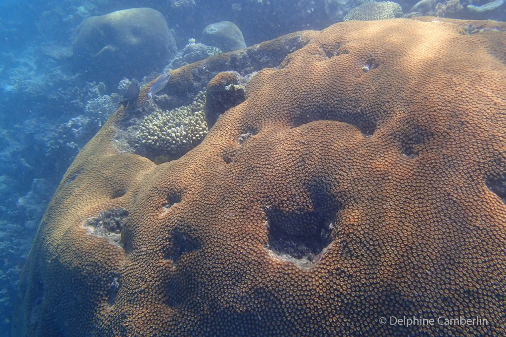 Fiji Corals