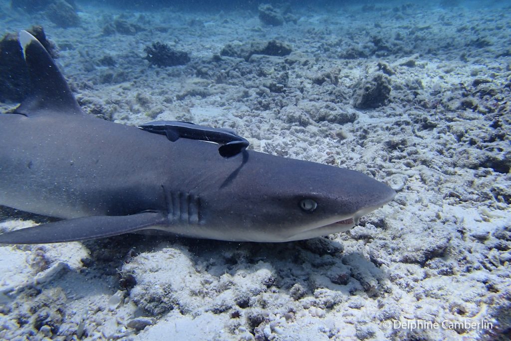 Shark in Fiji