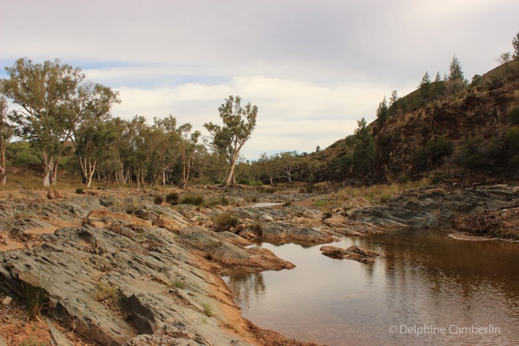 Flinder Ranges Outback