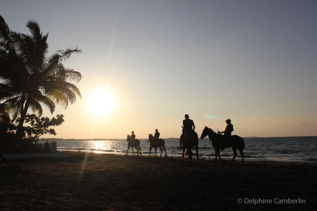 Horse walking on sunset