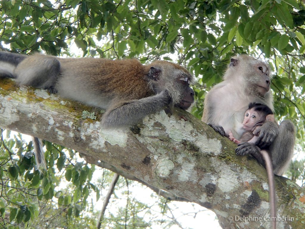 Monkeys Singapore