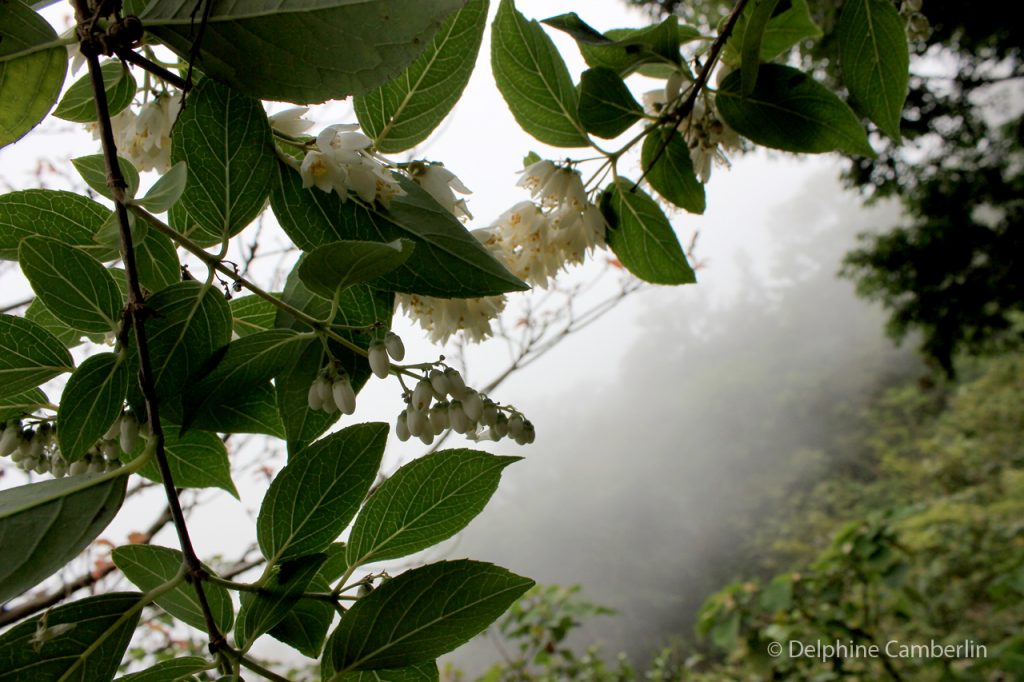 Mountain Taiwan