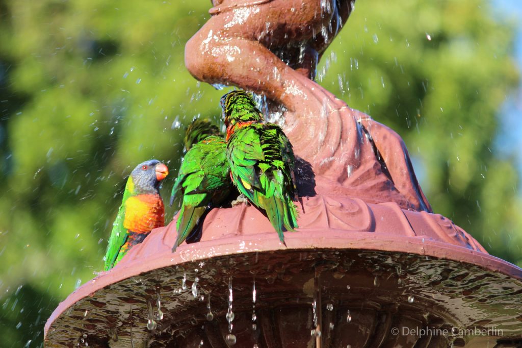 Multicolore Birds Adelaide