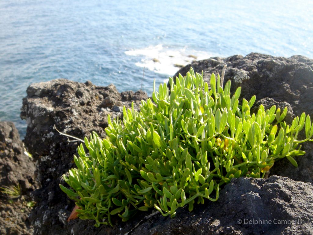 Natureza Azores