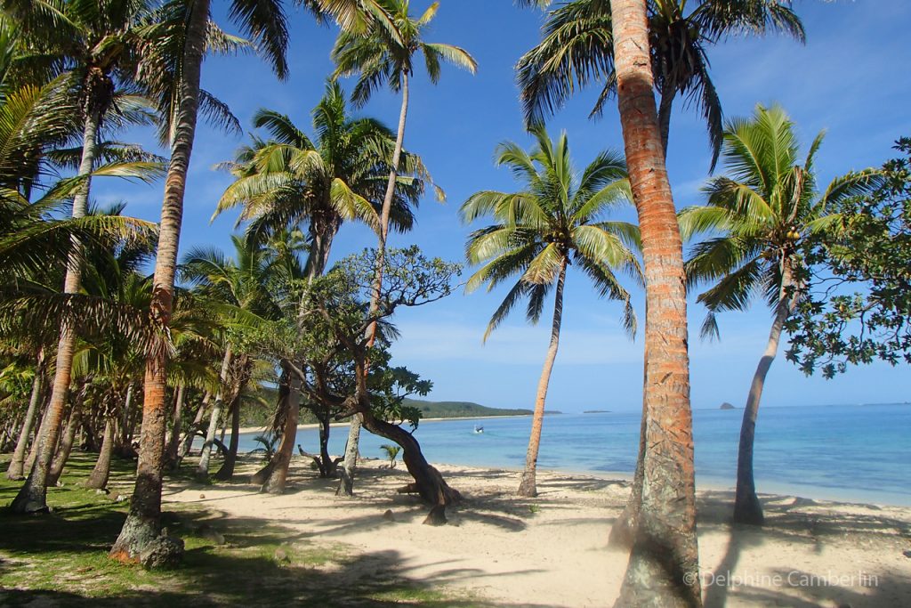 Palm Tree Fiji