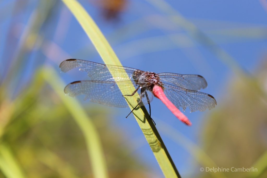 Pink Dragonfly Australia