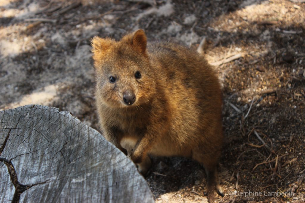 Quokka Rottnest Island Western Australia