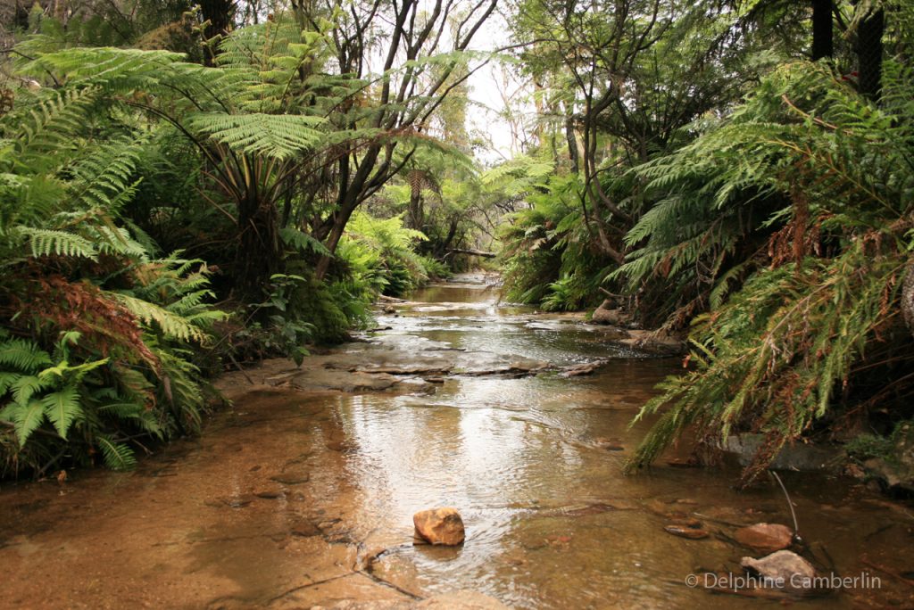 River Blue Mountains NSW Australia