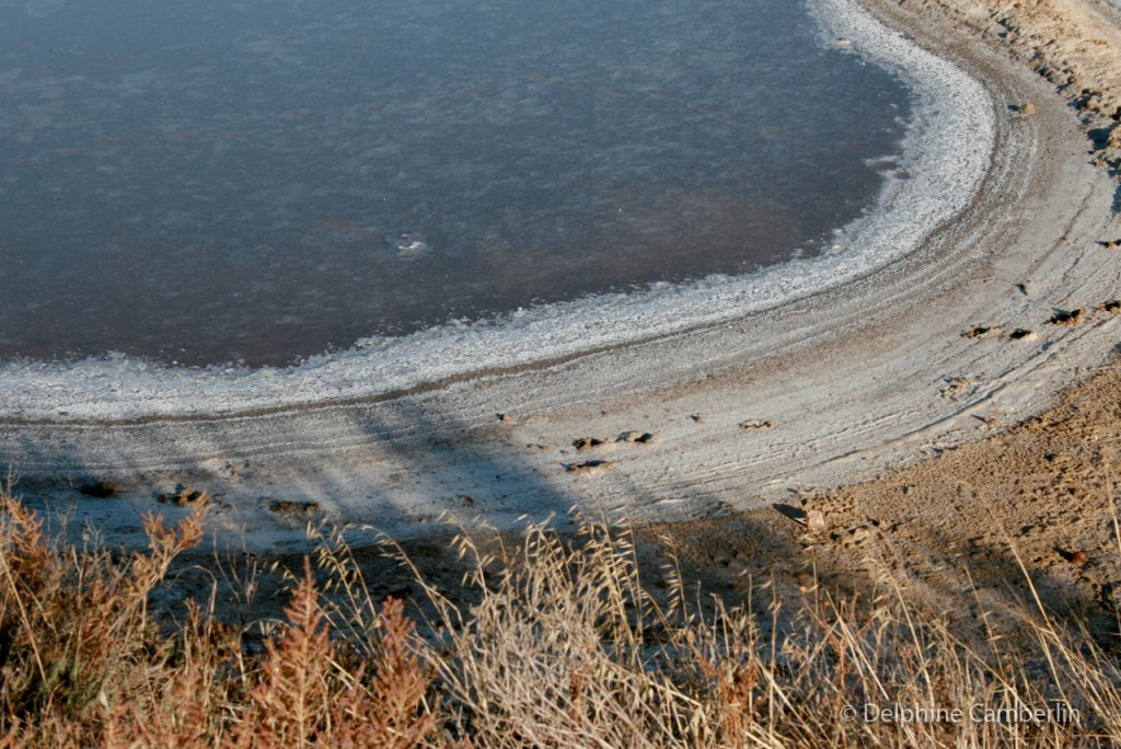 Salt Lake faro