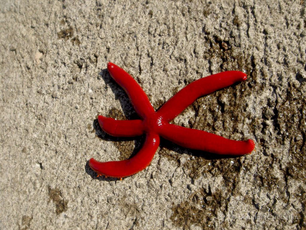 Red Seastar Portugal