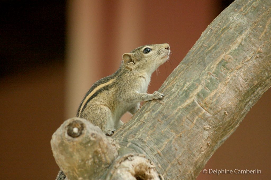 Squittel Sri Lanka