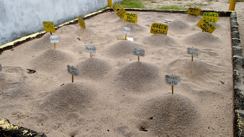 Turtles eggs Sri Lanka