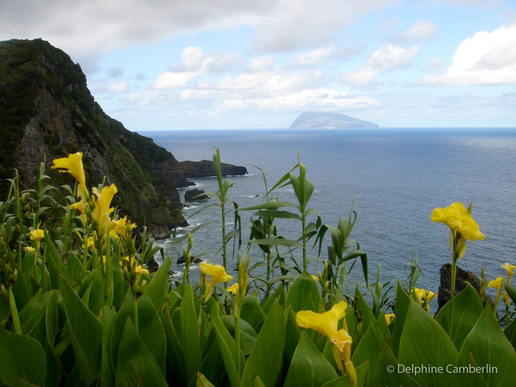 Yellow Flores on Vista sober o Corvo desde Flores