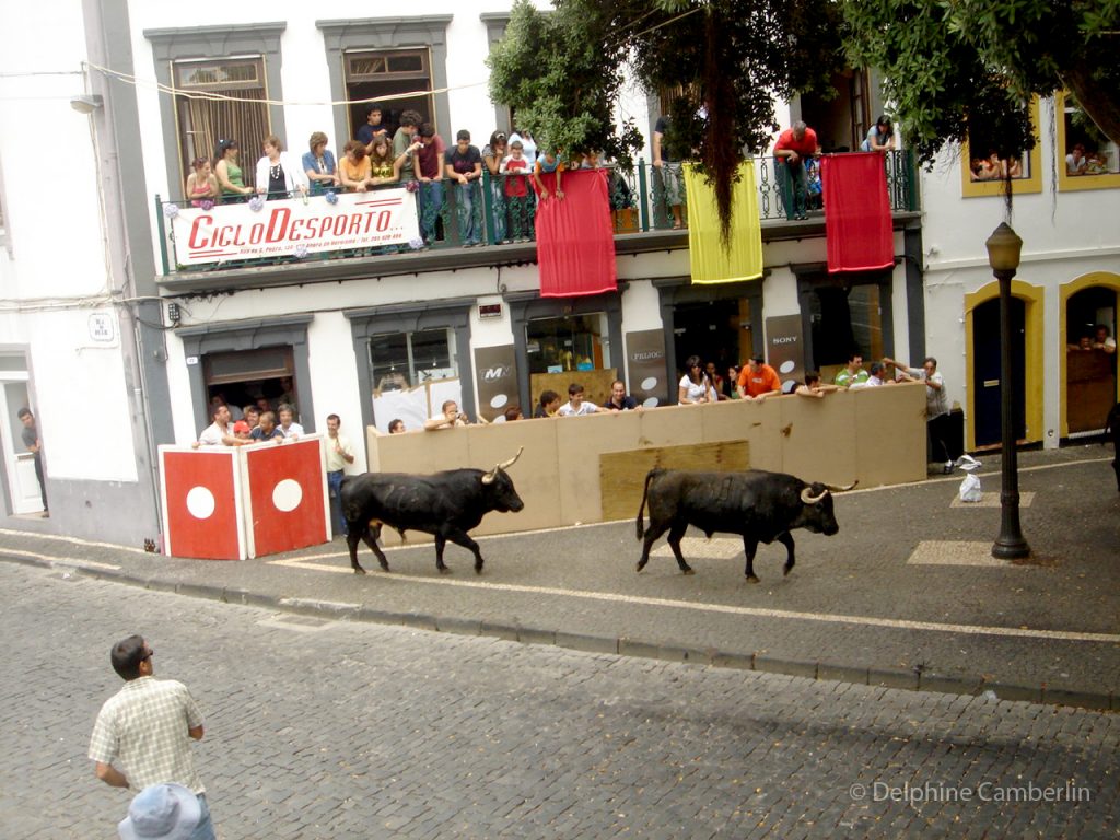 Bulls Walking in Street