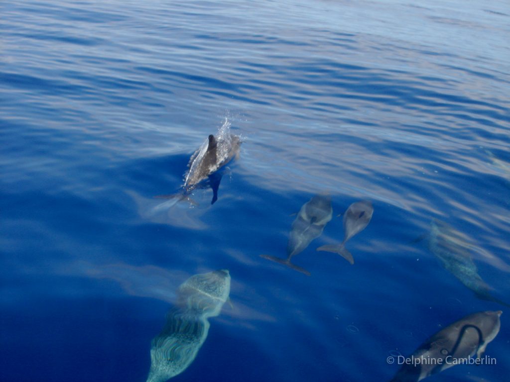 Dolphins Azores Pico