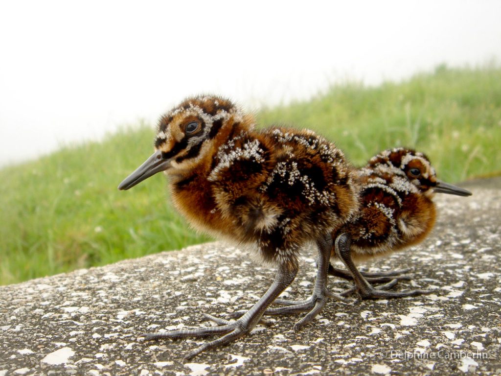 small birds Azores