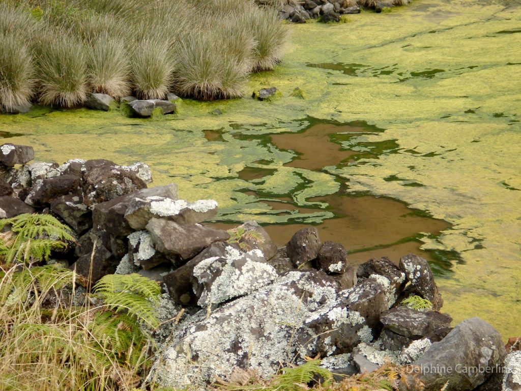 Swamp Sao Jorge