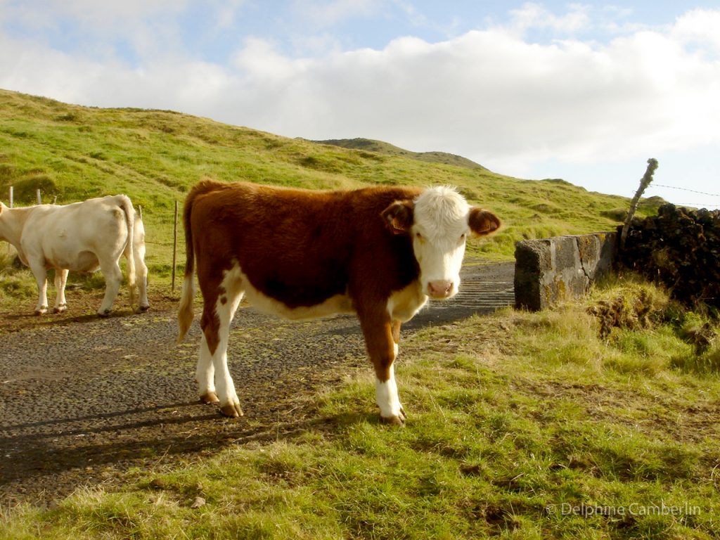 Vaca do Pico