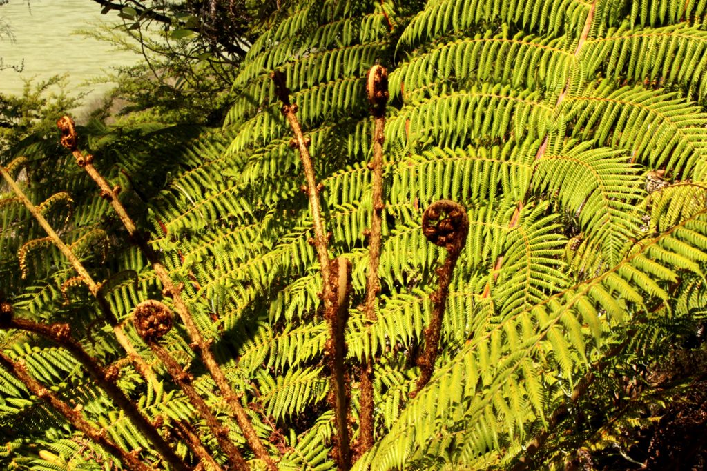 Abel Park Fern