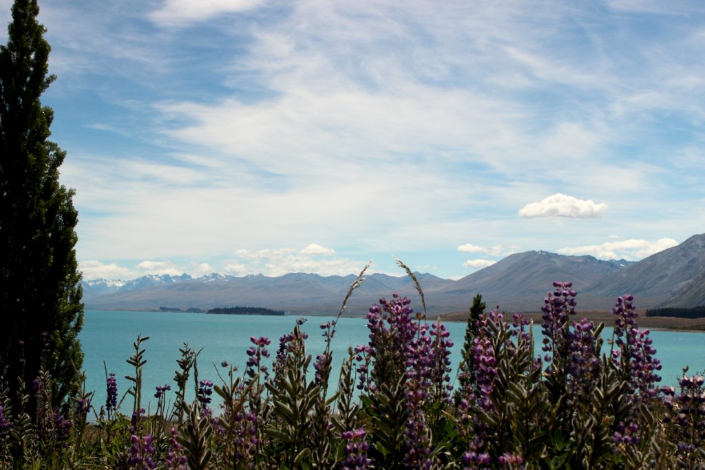 Christchurch Nature