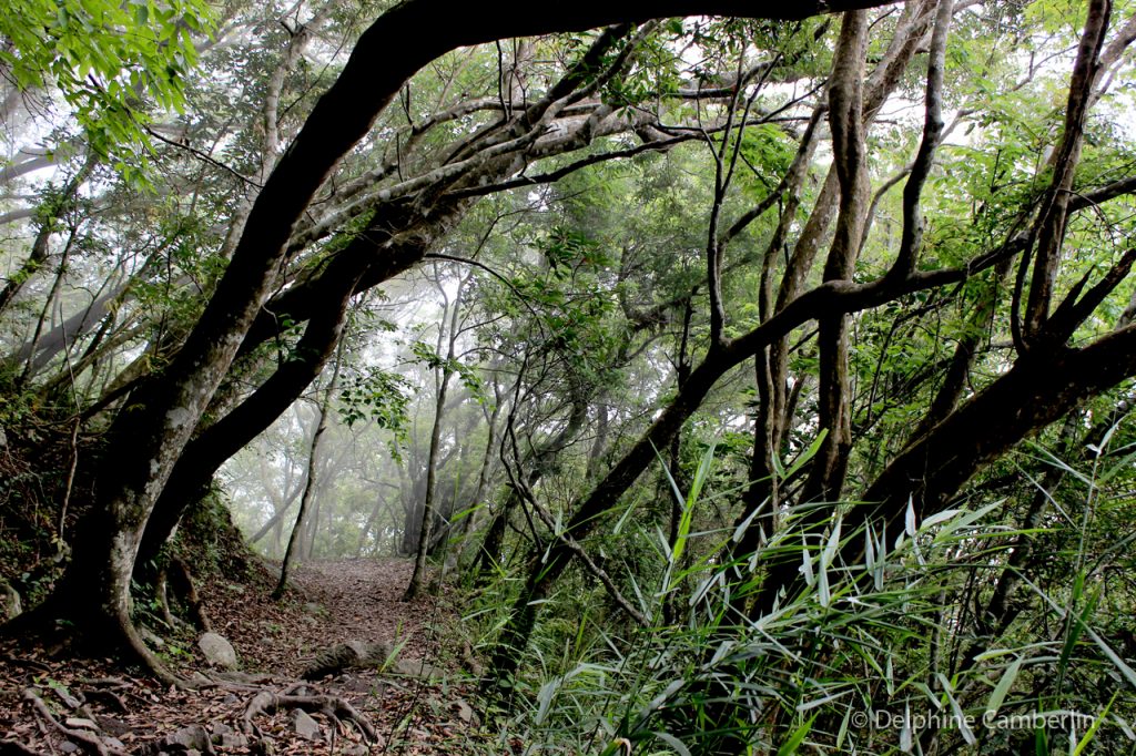 Foggy Forest Taroko Gorge