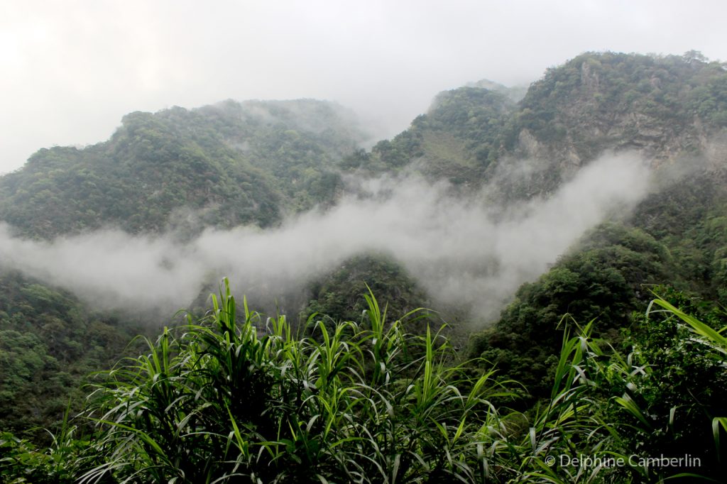 Foggy Mountain Taiwan