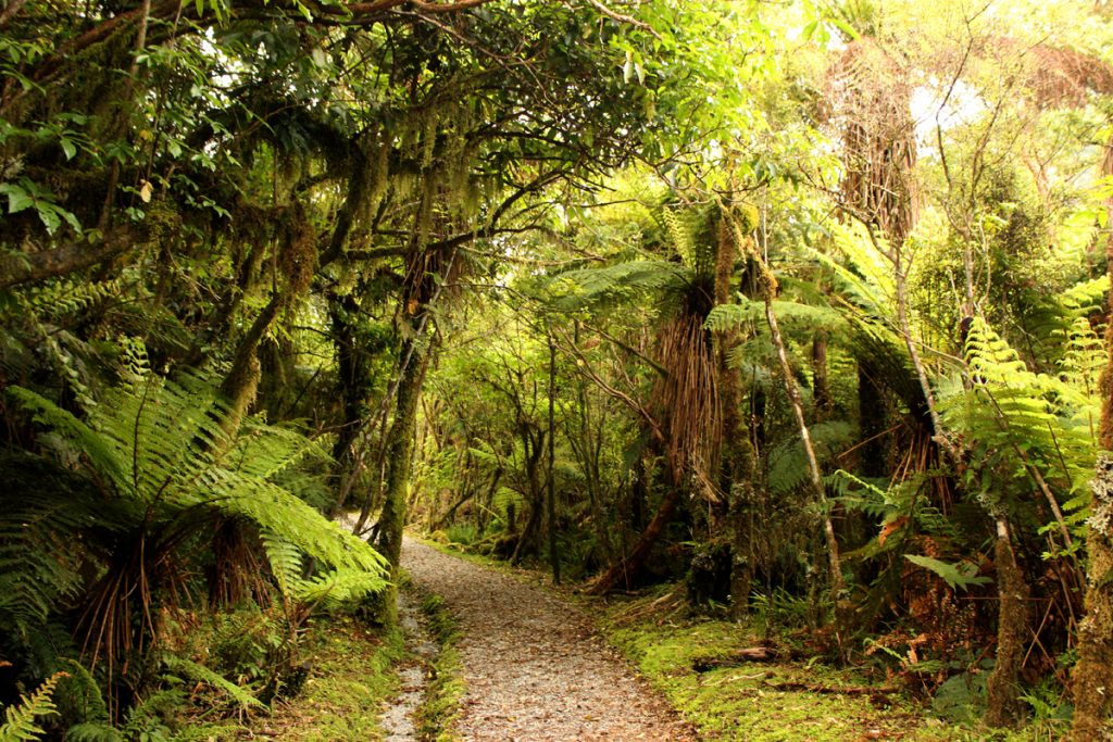 Franz Joseph Glacier Path