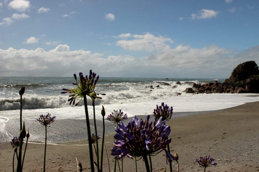 Lake Rototi_Beach View