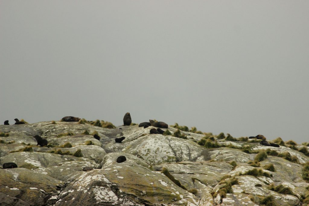 TeAnau_Seal