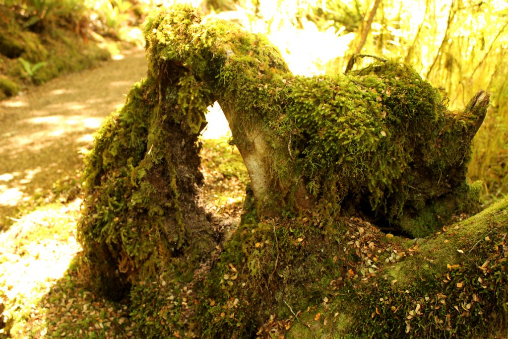 TeAnau_tree_root