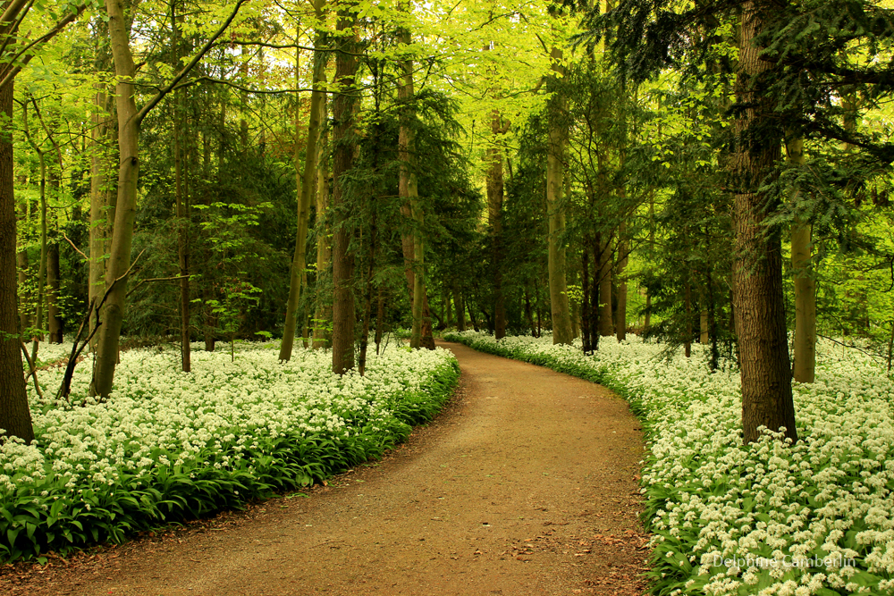 AmsterdamseBos