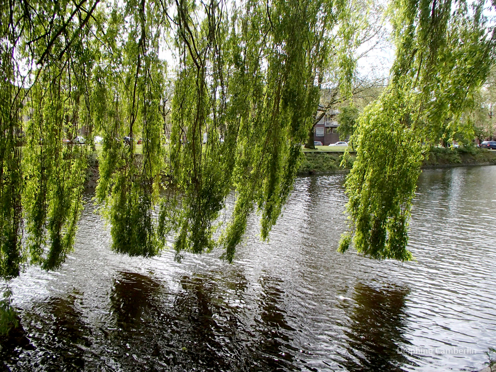 Westerpark lake