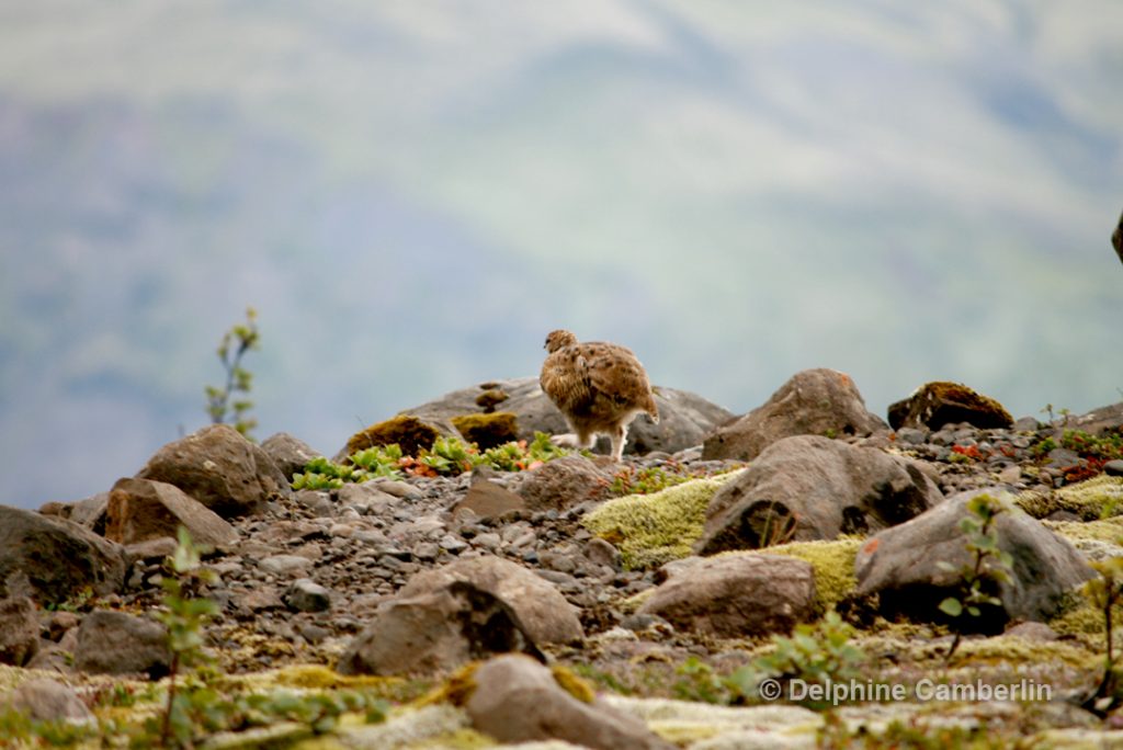 Bird_Iceland