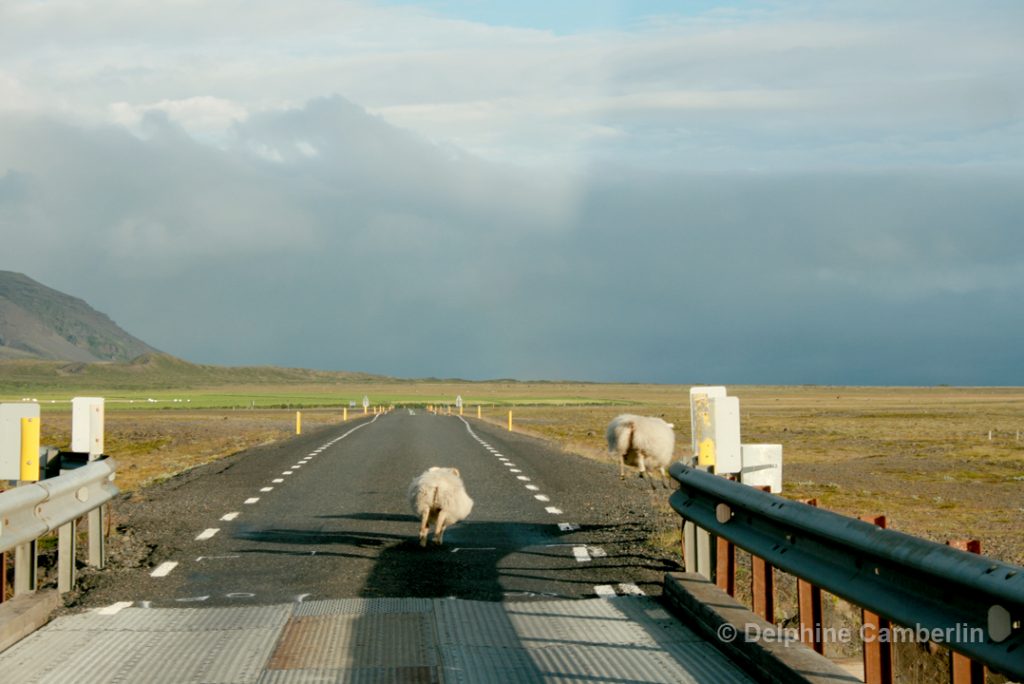 Goats Jumping on a road in Iceland