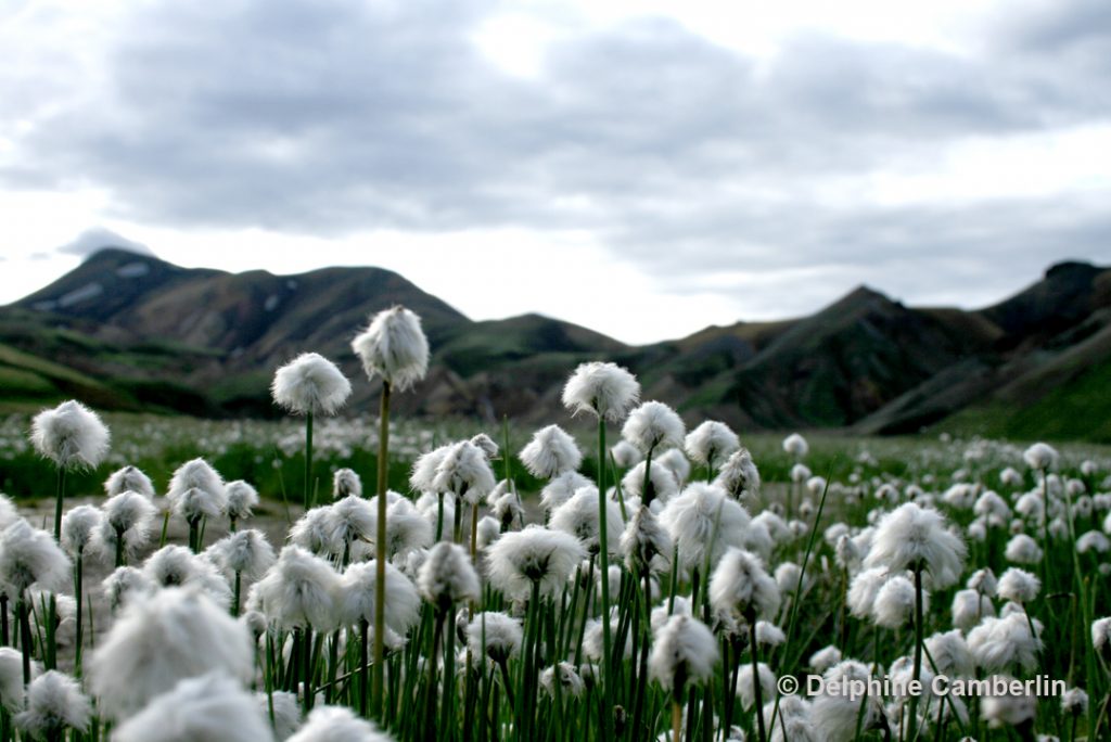 Land with white flower in Iceland