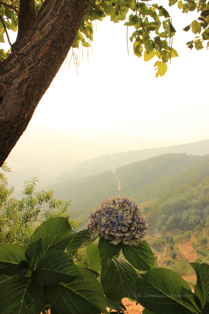 Landscape with tree and mountains Portugal