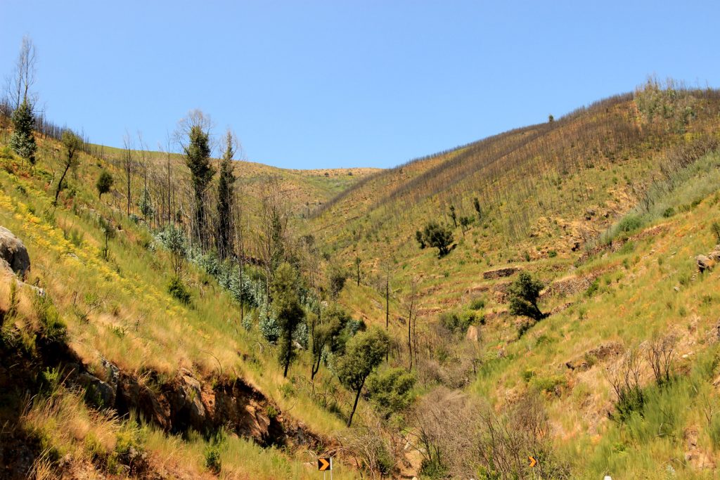 Nature-Serra-da-Estrella