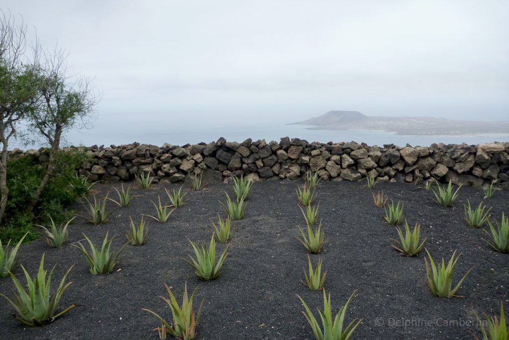 Cactus_field