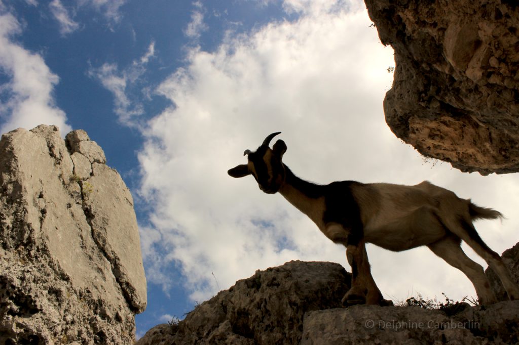 Goat_Ruta_del_Cares_Spain