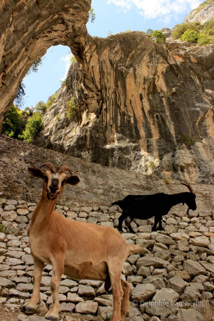 Goat_Ruta_des_Cares