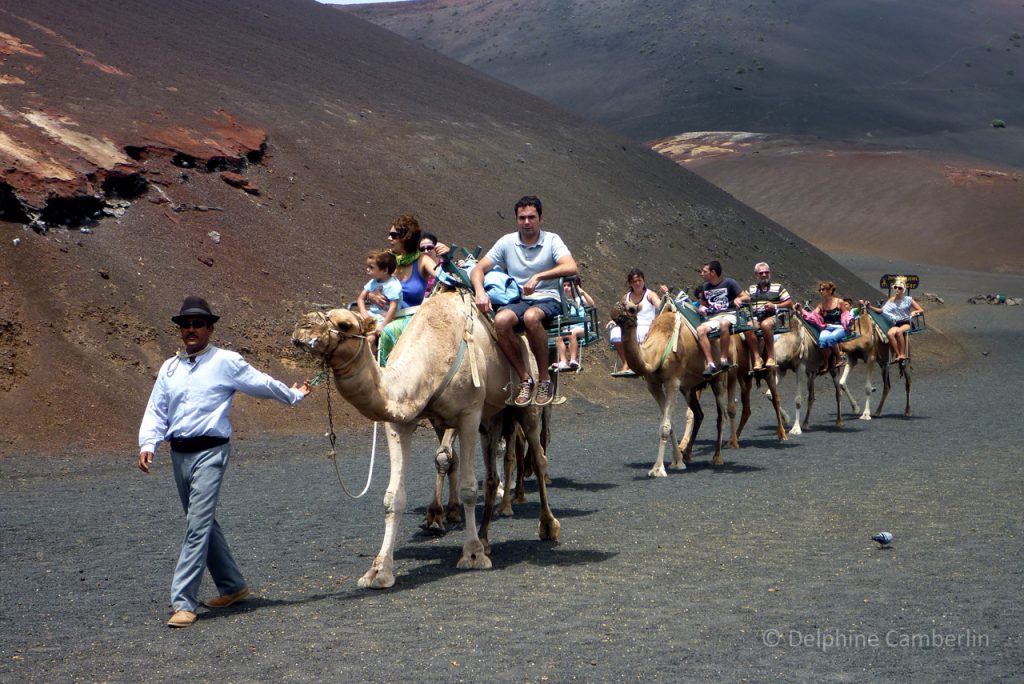 camel_walk_la_palma_de_Gran_Canaries